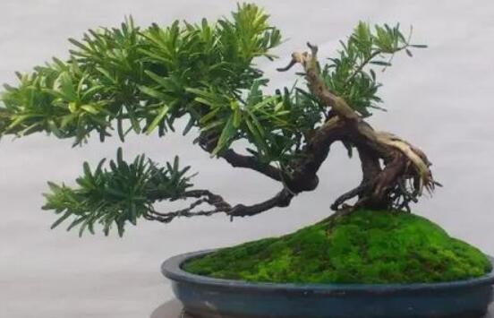 羅漢松盆景怎么摘心，修剪頂部的生長點(diǎn)(樹梢枝為10厘米最佳)