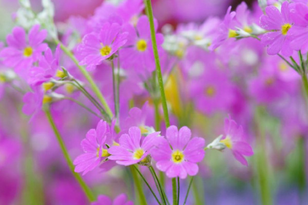櫻花草的花語，除你之外別無他愛