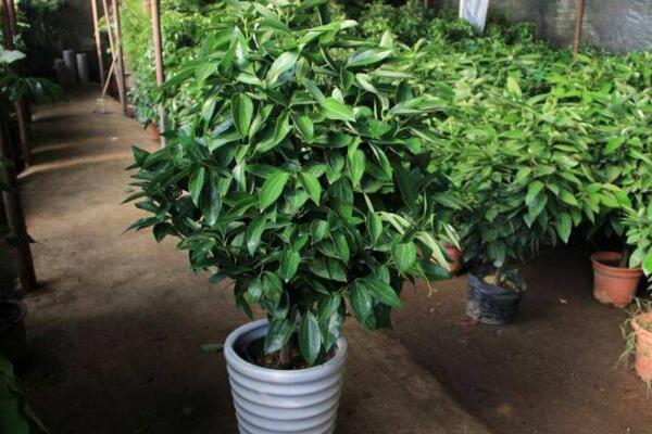 平安樹掉葉子怎么辦，5種原因以及處理方法