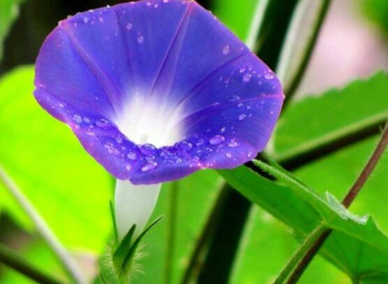 牽?；ㄓ袔追N顏色，不同品種不同顏色(花色豐富)