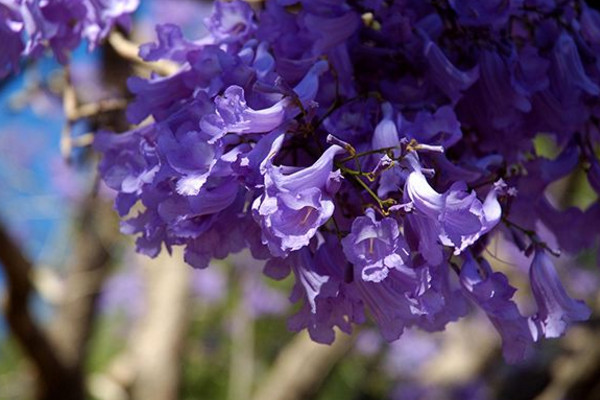 藍(lán)花楹的花語，寧靜深遠(yuǎn)、抑郁絕望