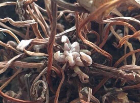 仙客來(lái)休眠期用澆水嗎，仙客來(lái)休眠期圖片
