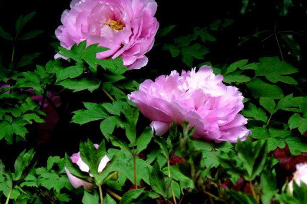 牡丹花在什么時(shí)間開(kāi)花