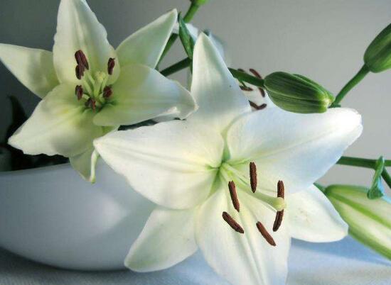 百合花怎么養(yǎng)，百合花的養(yǎng)殖方法和注意事項(xiàng)