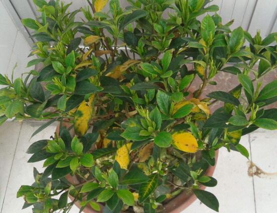 梔子花葉子發(fā)黃怎么辦，七大辦法變得枝繁葉茂