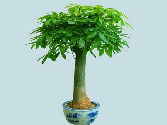 發(fā)財樹開花代表什么好兆頭，預(yù)示著財運滾滾來