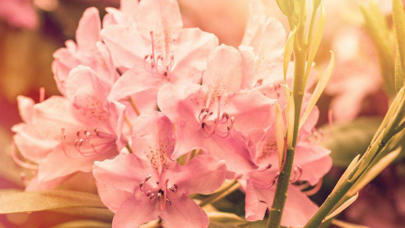 小葉杜鵑花的養(yǎng)殖方法