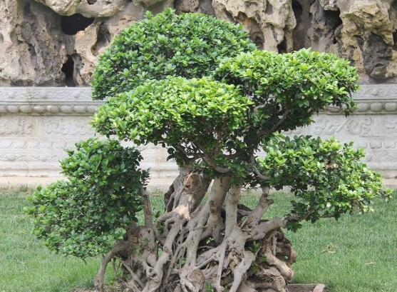 榕樹(shù)繁殖方法大全，教你四大繁殖方法(扦插/壓條/播種/嫁接)