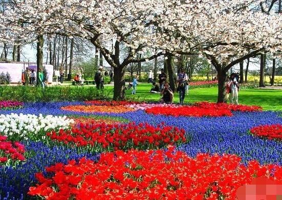 郁金香什么時候開花，賞花期3月-5月