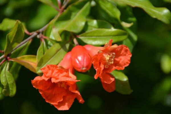 石榴花的花語(yǔ)和寓意