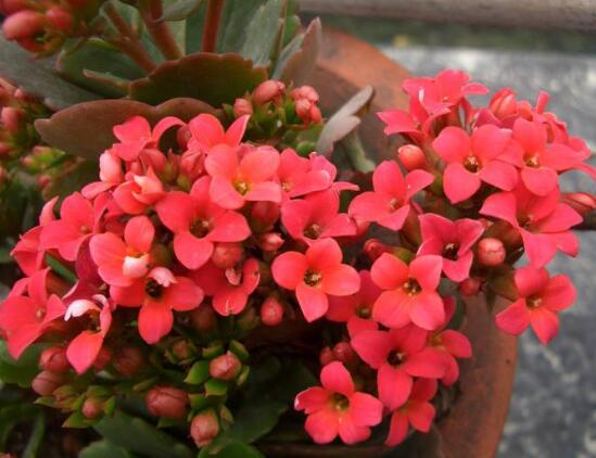 長(zhǎng)壽花冬天能開(kāi)花嗎，長(zhǎng)壽花冬季如何開(kāi)花