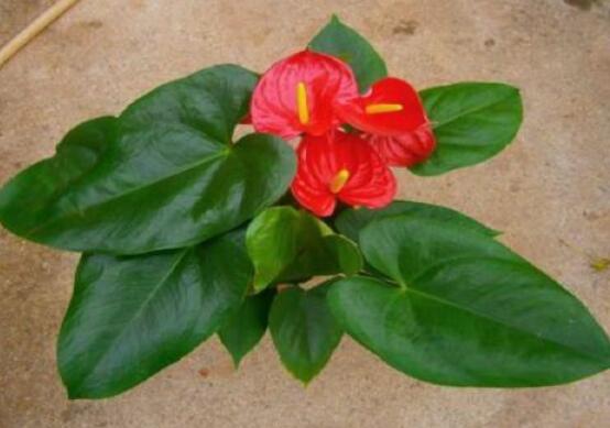 紅掌怎么養(yǎng)才能開(kāi)花，只需要做好六點(diǎn)花開(kāi)茂盛