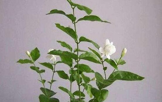 茉莉花怎么修剪，茉莉花修剪方法