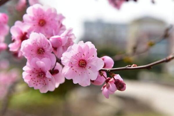 盆栽桃花的養(yǎng)護方法，首先要保證盆土的適宜