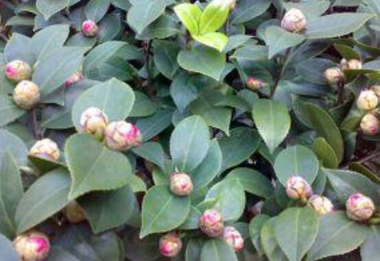 茶花有蕾不開花怎么辦，三種原因以及解決方法