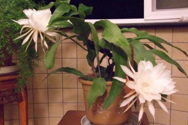 曇花對(duì)室內(nèi)家居的影響，觀賞以及凈化最突出
