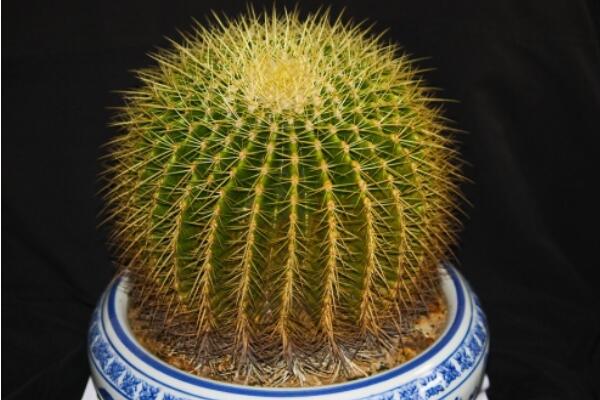 金虎仙人球變黃怎么辦，多半是澆水、溫度、光照三個(gè)方面沒(méi)做好
