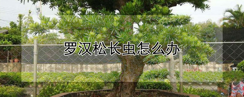 羅漢松長蟲怎么辦