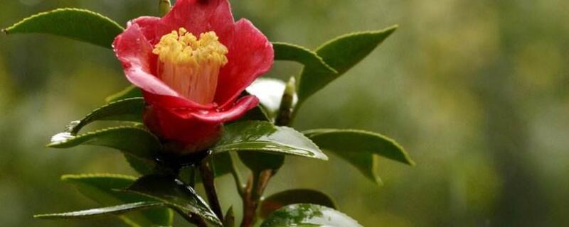 茶花被曬傷怎么補(bǔ)救