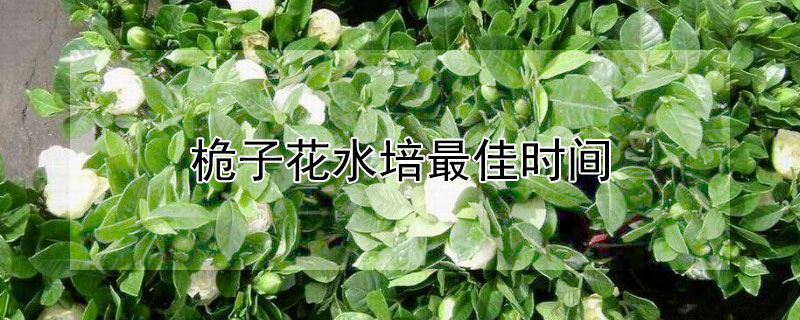 桅子花水培最佳時(shí)間