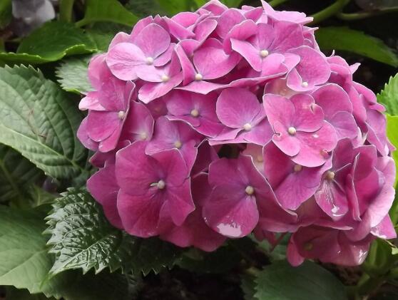 繡球花的花語和寓意，忠貞永恒、浪漫圓滿