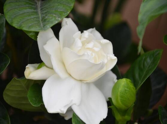 梔子花怎么養(yǎng)，梔子花養(yǎng)殖方法