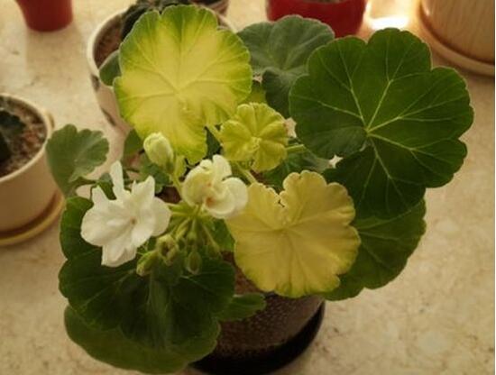 天竺葵葉子發(fā)黃怎么辦，天竺葵葉子發(fā)黃解決辦法