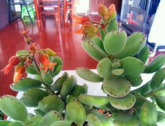 熊童子多久開花，每年7-9月間含苞盛放(夏末秋初)