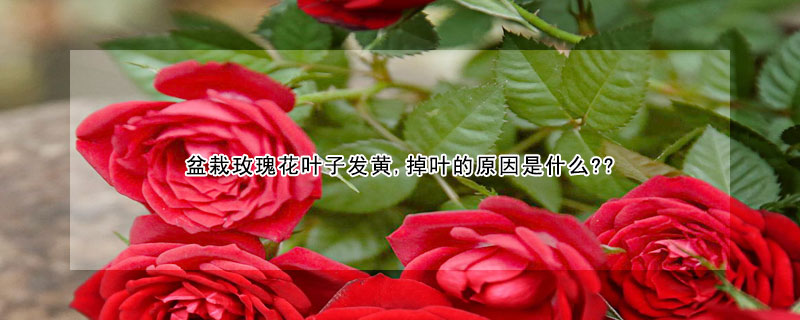 盆栽玫瑰花葉子發(fā)黃,掉葉的原因是什么??