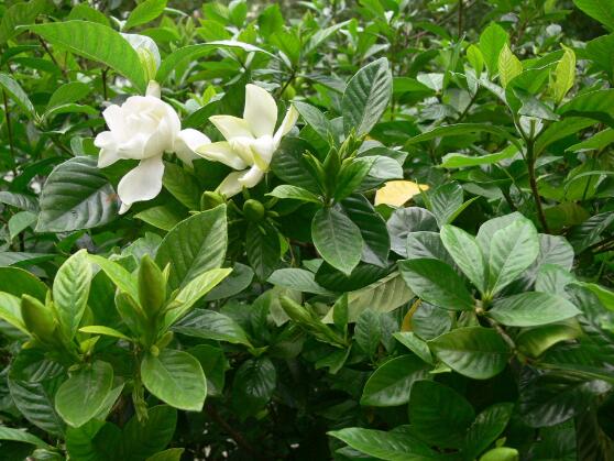 梔子花的花語，梔子花代表永恒的愛與約定