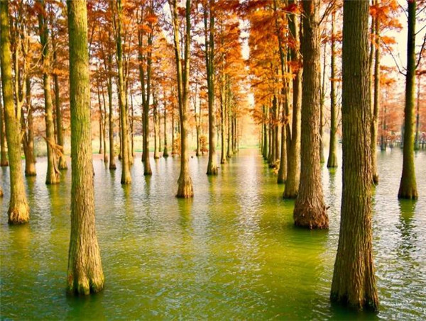 水杉基本概述