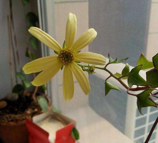 常春藤會開花嗎，常春藤什么時(shí)候開花