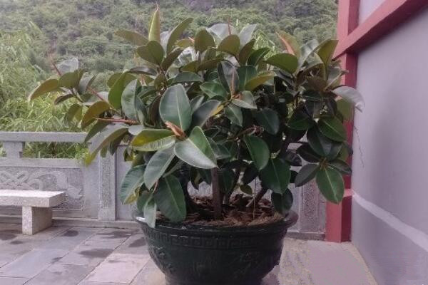 橡皮樹寓意是什么，招財旺運、吉祥如意