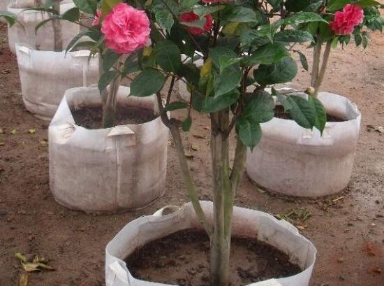 茶花爛根怎么辦，茶花爛根的處理方法