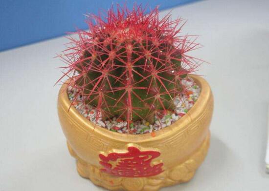 仙人球可以吃嗎，仙人球花的藥用價(jià)值
