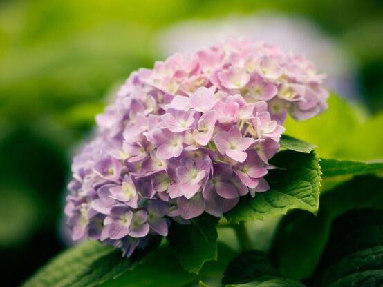 繡球花的花語和寓意，忠貞永恒、浪漫圓滿