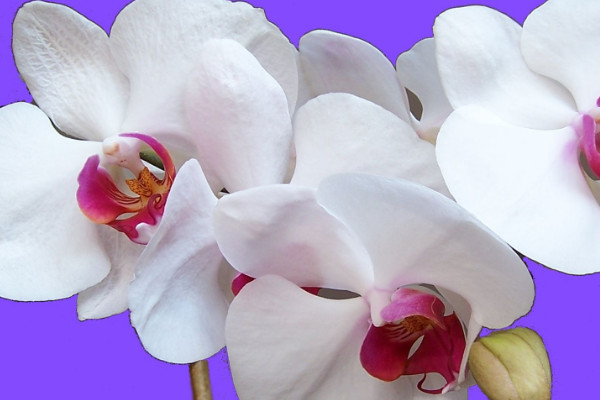 蝴蝶蘭水養(yǎng)能開(kāi)花嗎