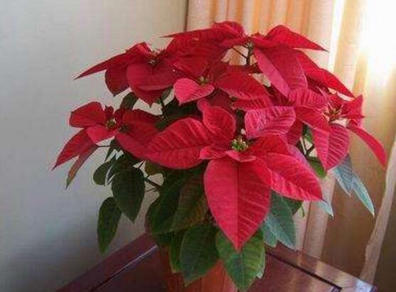 一品紅花，一品紅花圖片