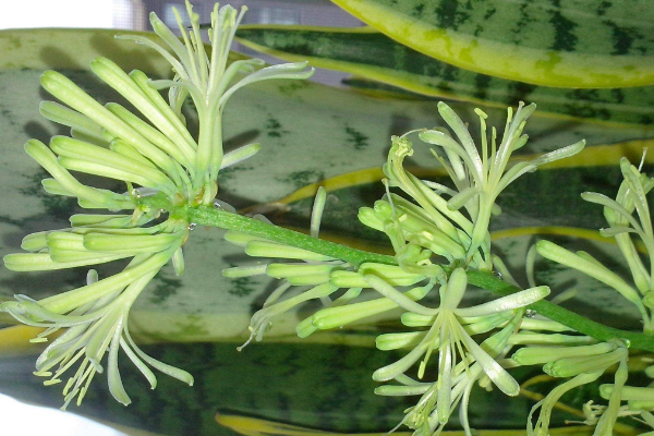 虎皮蘭開花圖片，好看的虎皮蘭開花欣賞