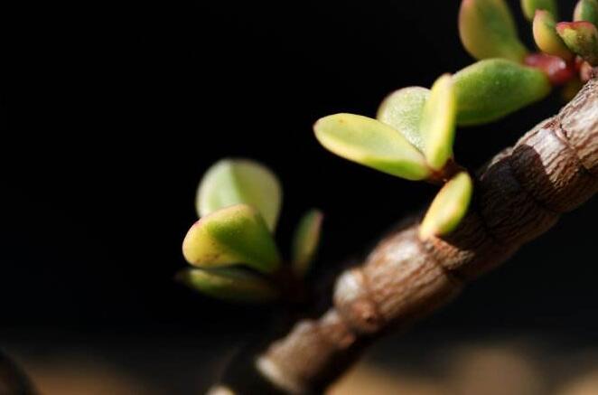雅樂(lè)之舞的花語(yǔ)，代表著沉默的愛和光明