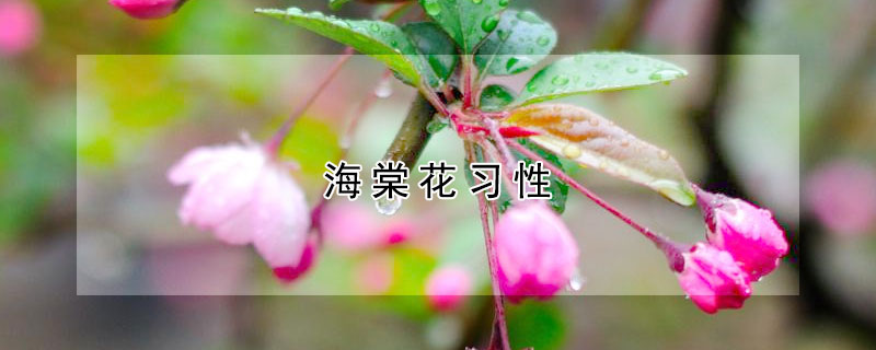 海棠花習(xí)性
