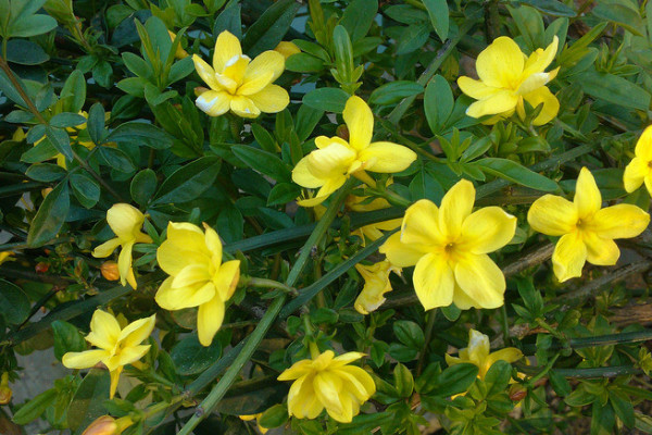迎春花澆水過多會(huì)出現(xiàn)什么
