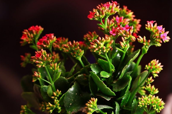長壽花花莖發(fā)黑怎么辦，可能是得了黑腐病