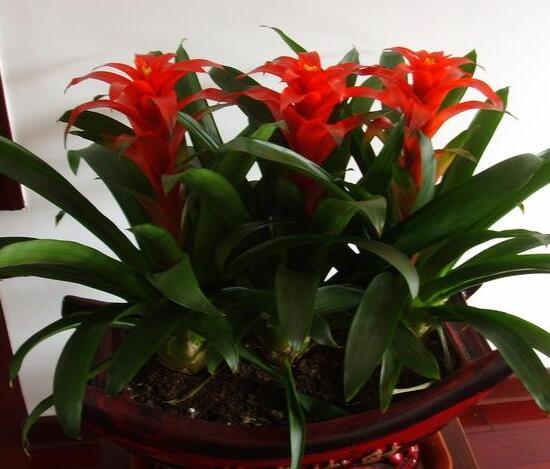 鴻運(yùn)當(dāng)頭為什么不開花,鴻運(yùn)當(dāng)頭不開花怎么辦