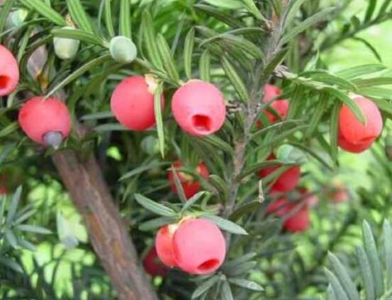 家養(yǎng)紅豆杉有什么好處，延年益壽、身體健康、長壽幸福