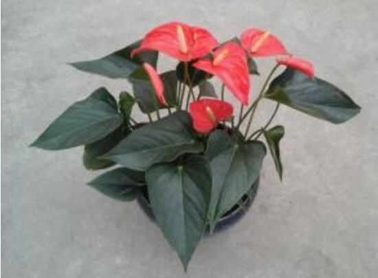 紅掌對(duì)人體有害嗎，家里有孕婦能養(yǎng)紅掌嗎