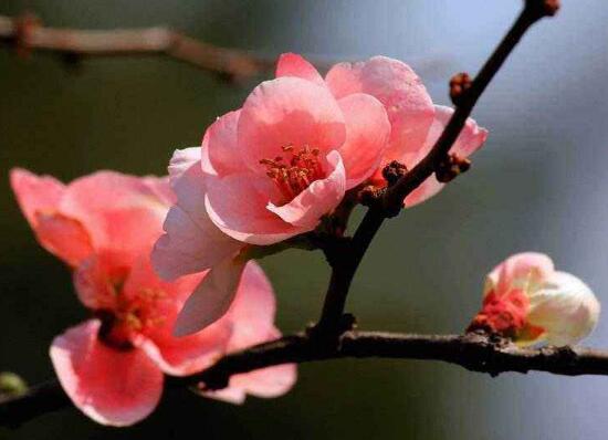 家里為什么不能海棠花，家里養(yǎng)海棠花不吉利