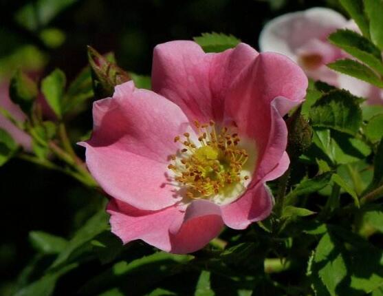薔薇花圖片大全，細數(shù)薔薇花八種圖片大全