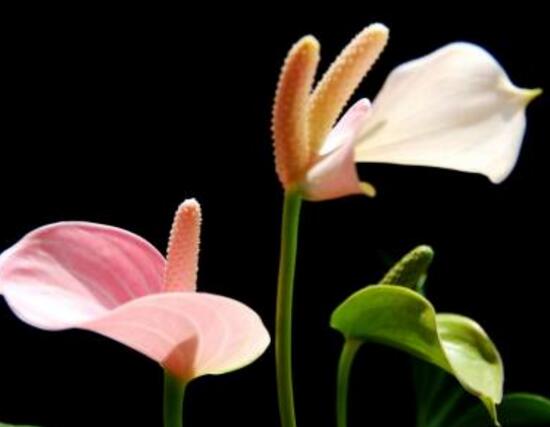 紅掌什么時候開花，一年四季均可開花
