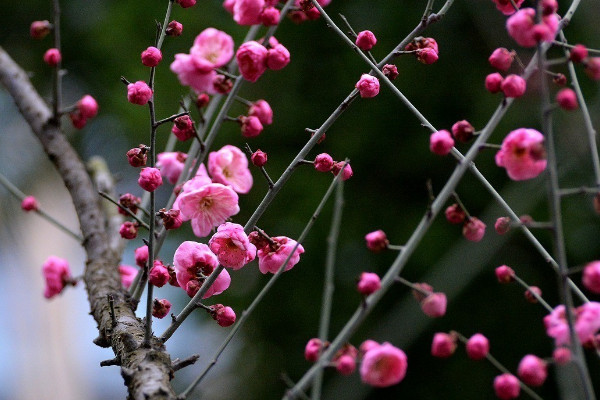 什么花的花語是堅強(qiáng)